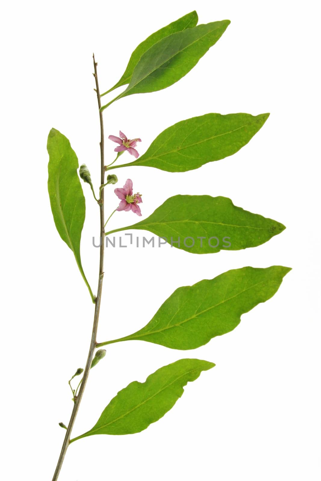 Branch with flowers and leaves of goji berry,common buckthorn (Lycium barbarum),isolated against white background