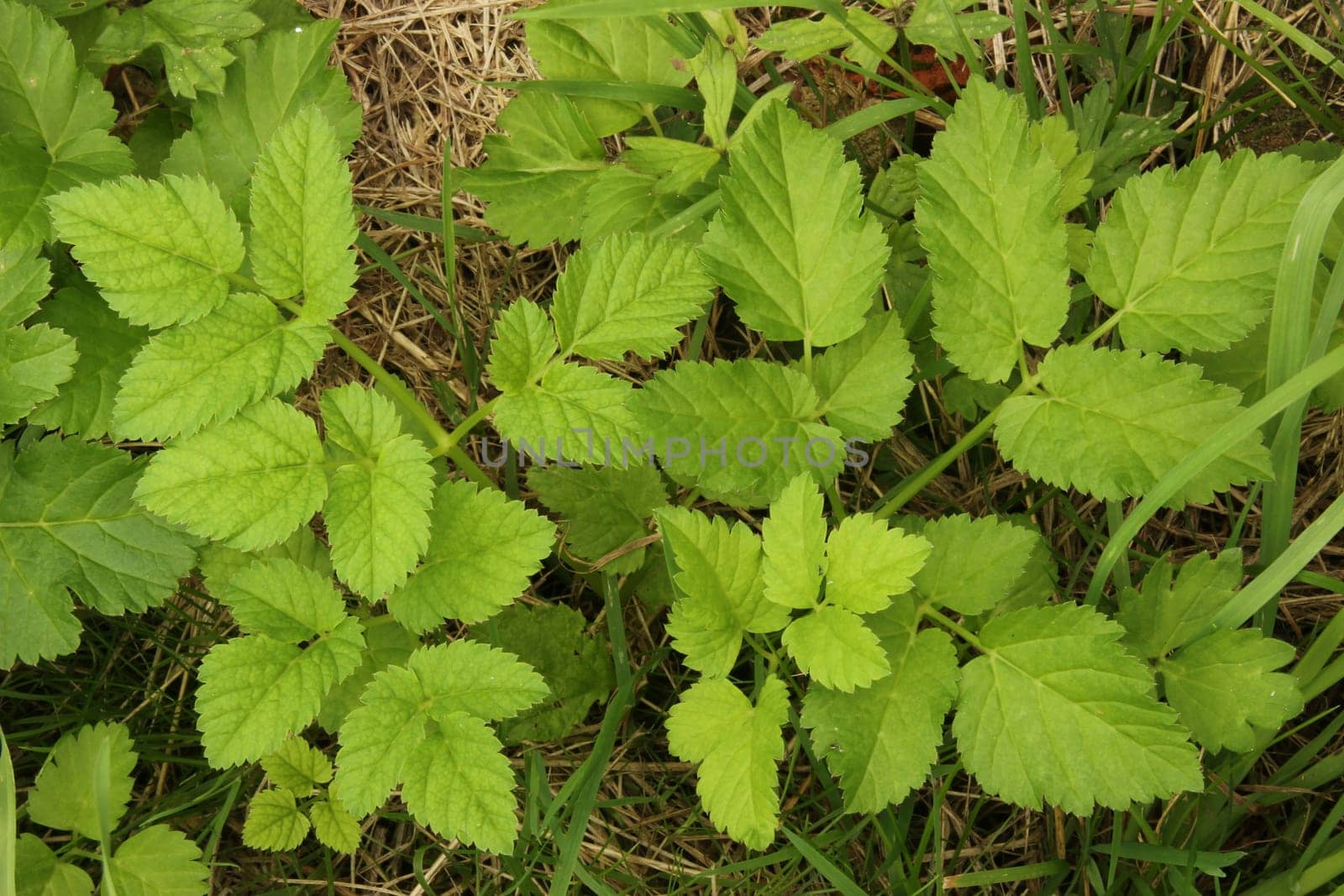 Goutweed (Aegopodium podagraria) grows as a "weed"" in the garden,Germany"