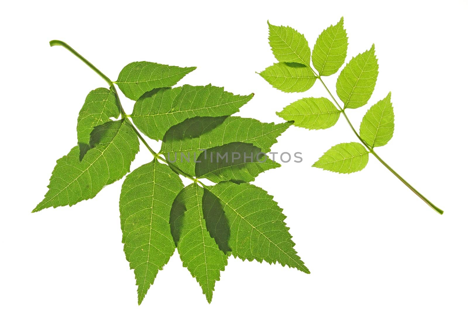 Two leaves of common ash (Fraxinus excelsior),isolated against white background