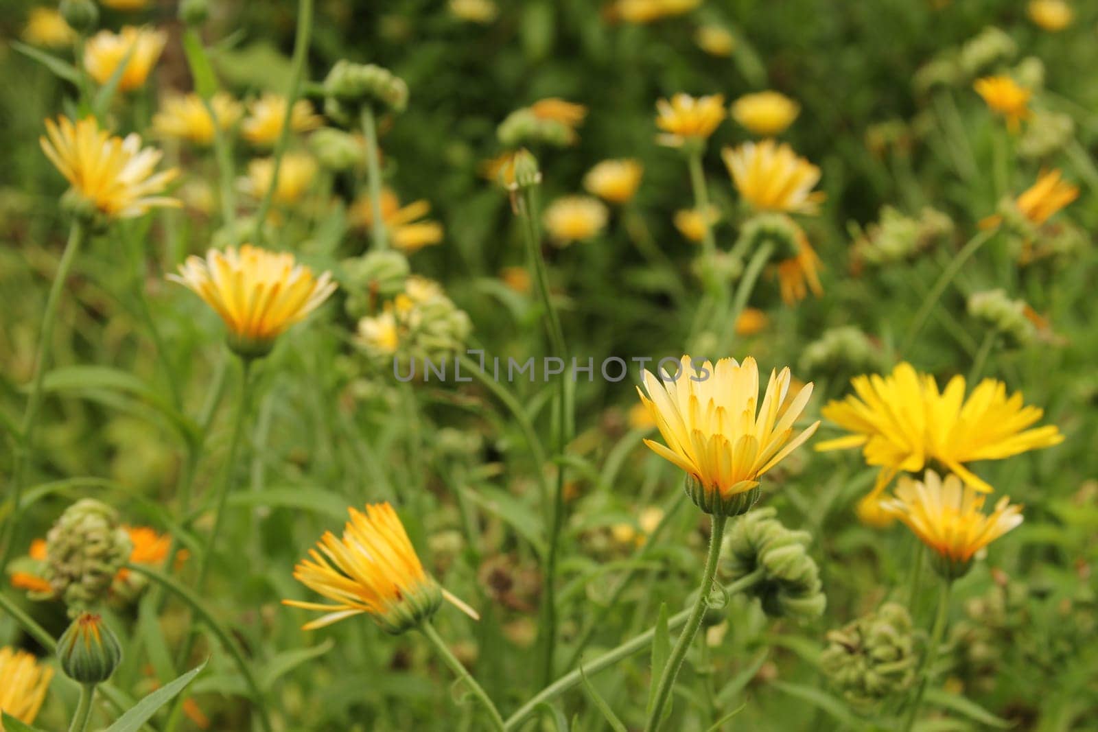 Marigolds (Calendula officinalis) in the garden bed