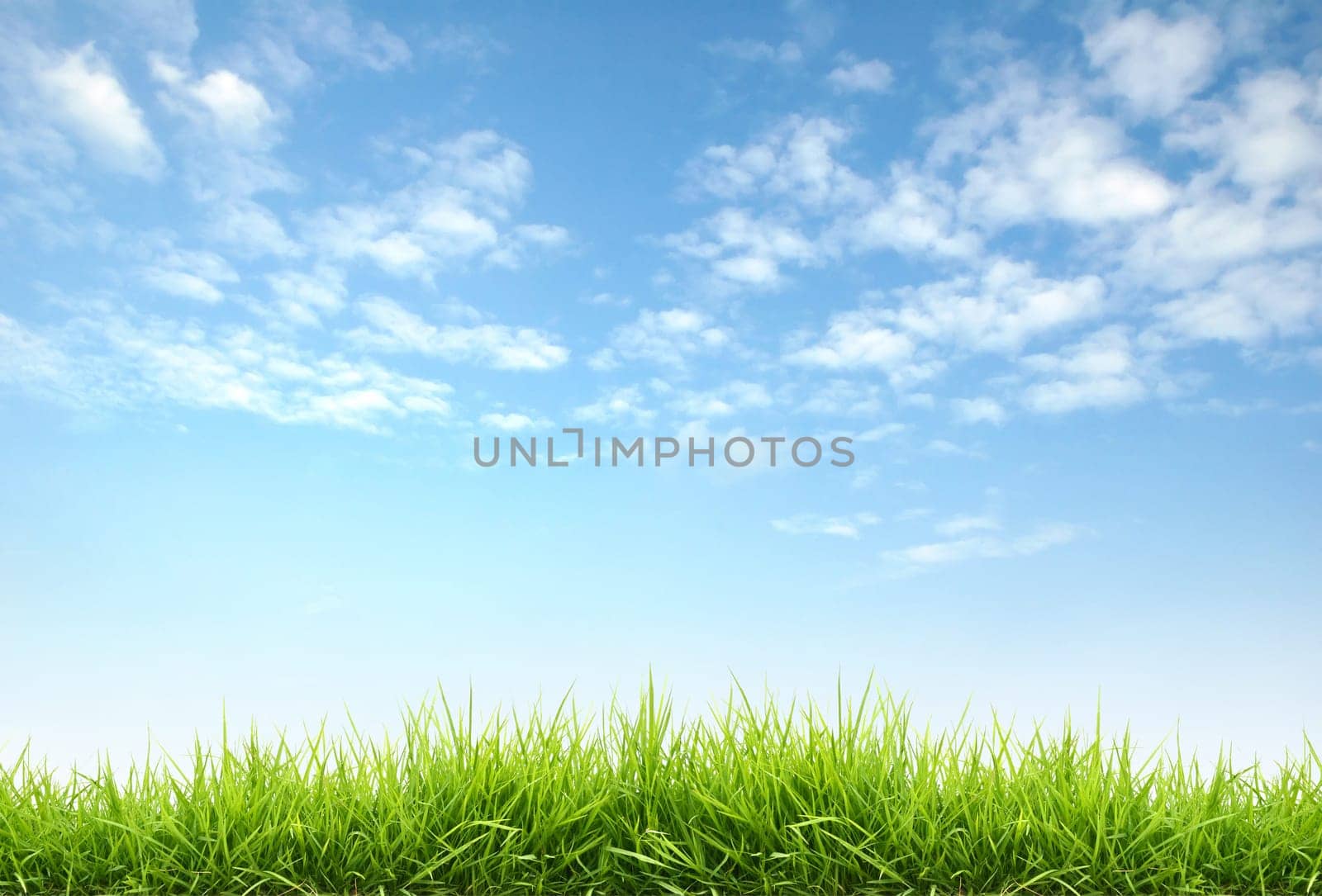 fresh spring grass with blue sky