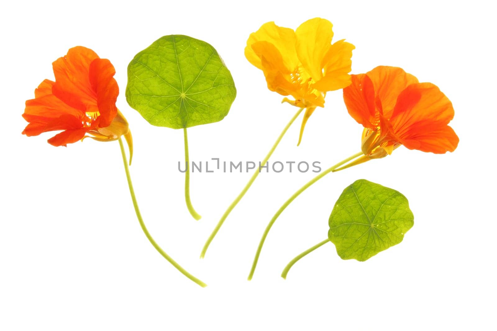 Nasturtium (Tropaeolum majus),flowers and leaves isolated against white background