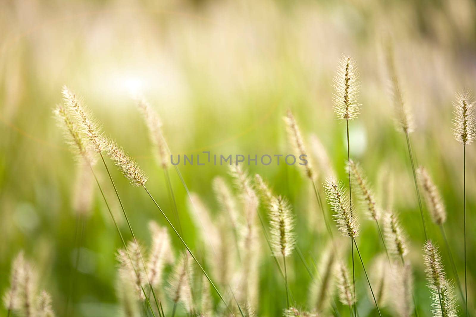 Fresh green grass nice background (Napiergrass Taishigrass)
