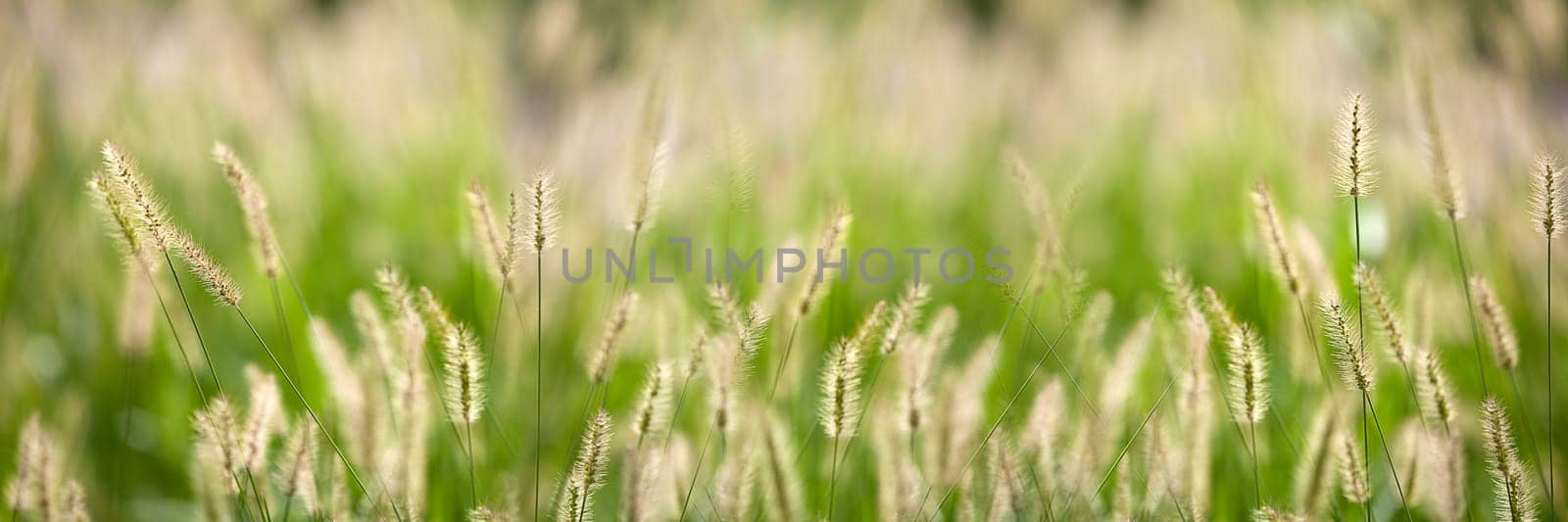 Fresh green grass nice background (Napiergrass Taishigrass)