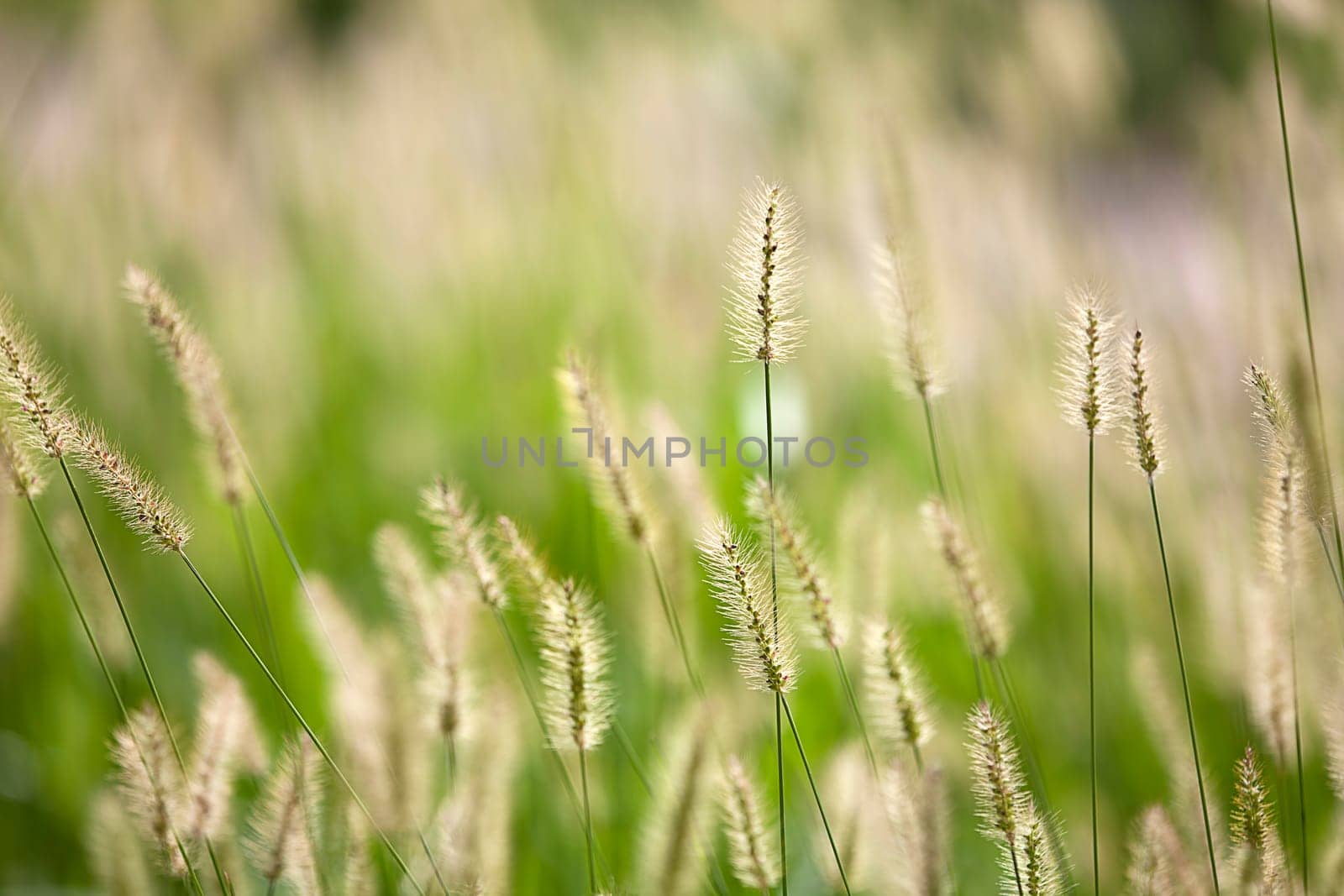 Fresh green grass nice background (Napiergrass Taishigrass)