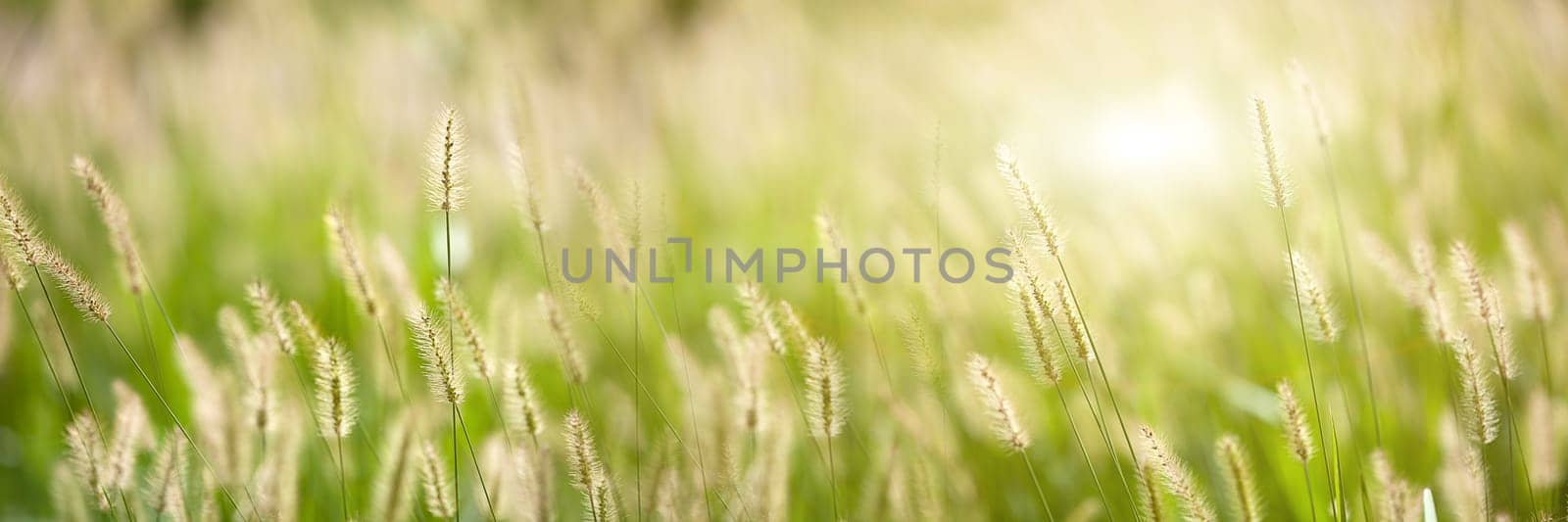 Fresh green grass nice background (Napiergrass Taishigrass)