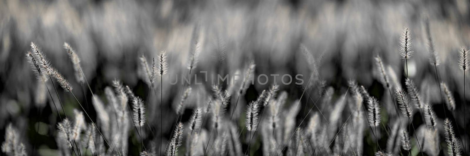 Fresh green grass nice background (Napiergrass Taishigrass)