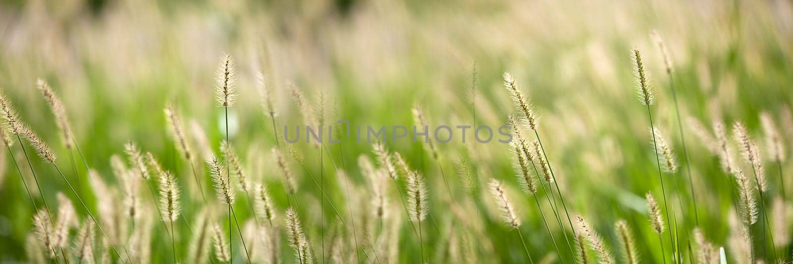Fresh green grass nice background (Napiergrass Taishigrass)