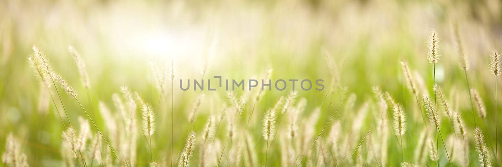Fresh green grass nice background (Napiergrass Taishigrass)