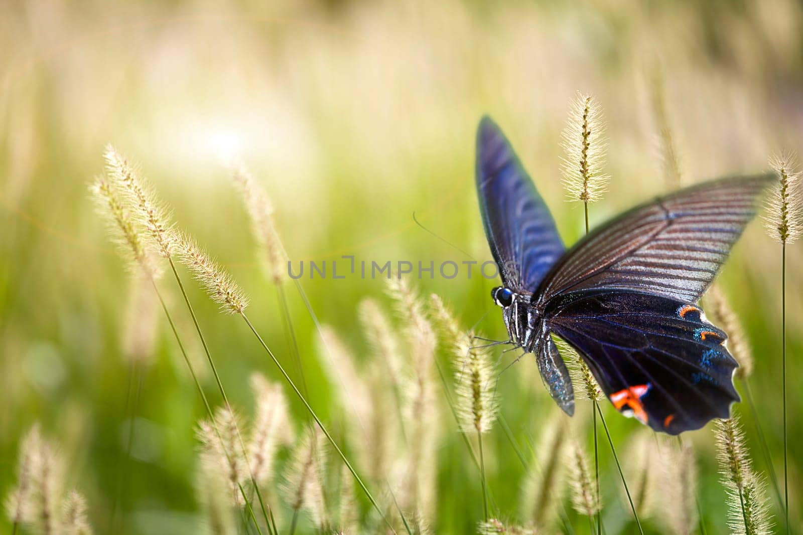 butterfly on flowers for adv or other purpose use