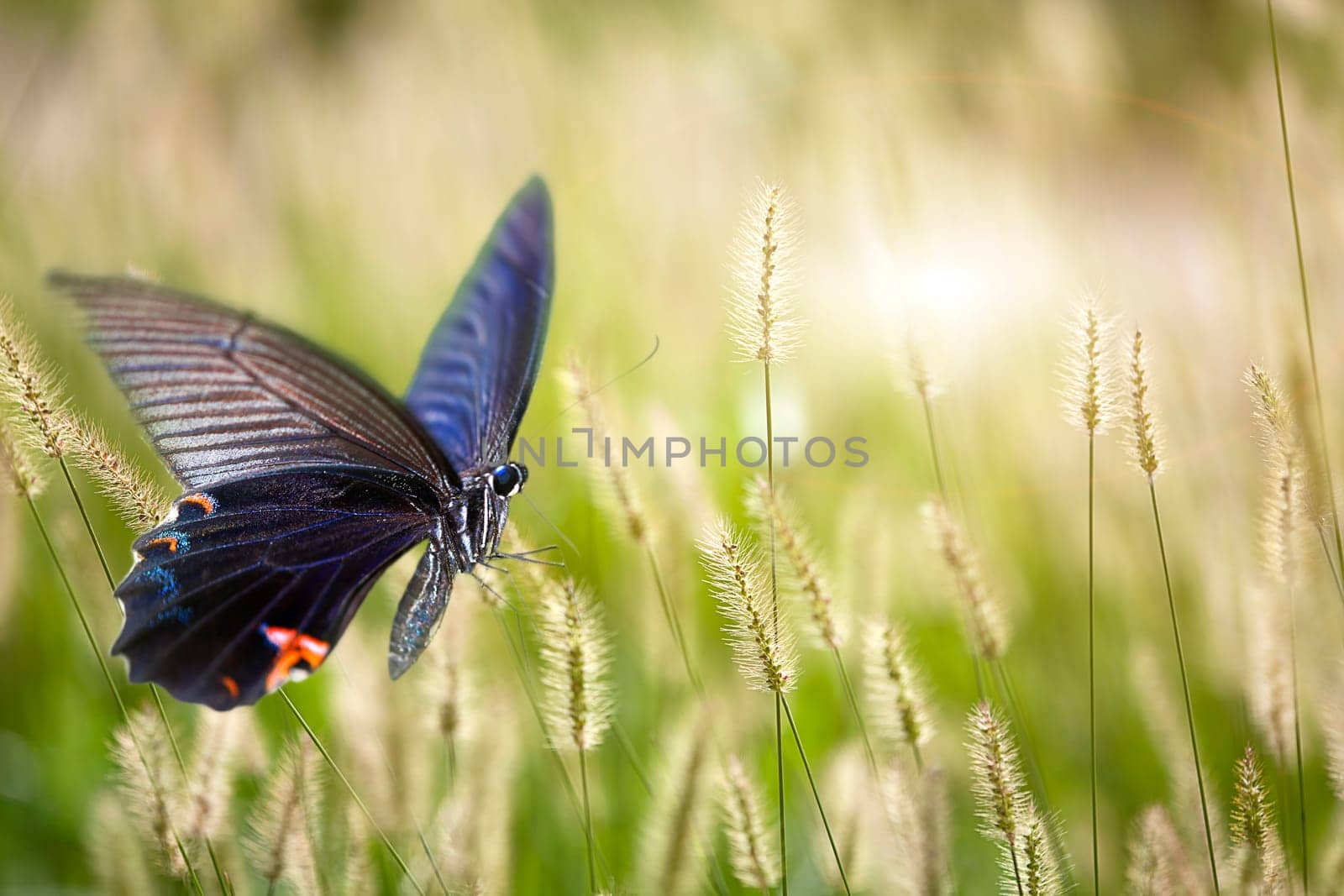 butterfly on flowers for adv or other purpose use