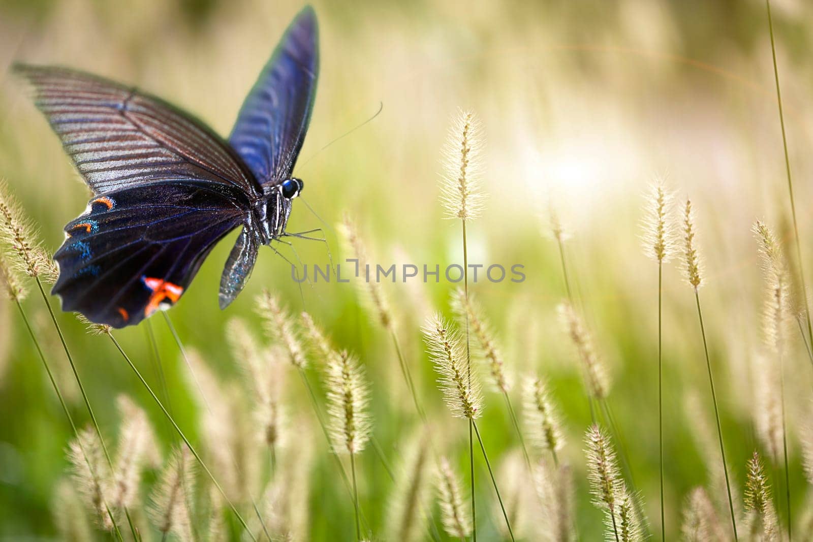 butterfly on flowers for adv or other purpose use