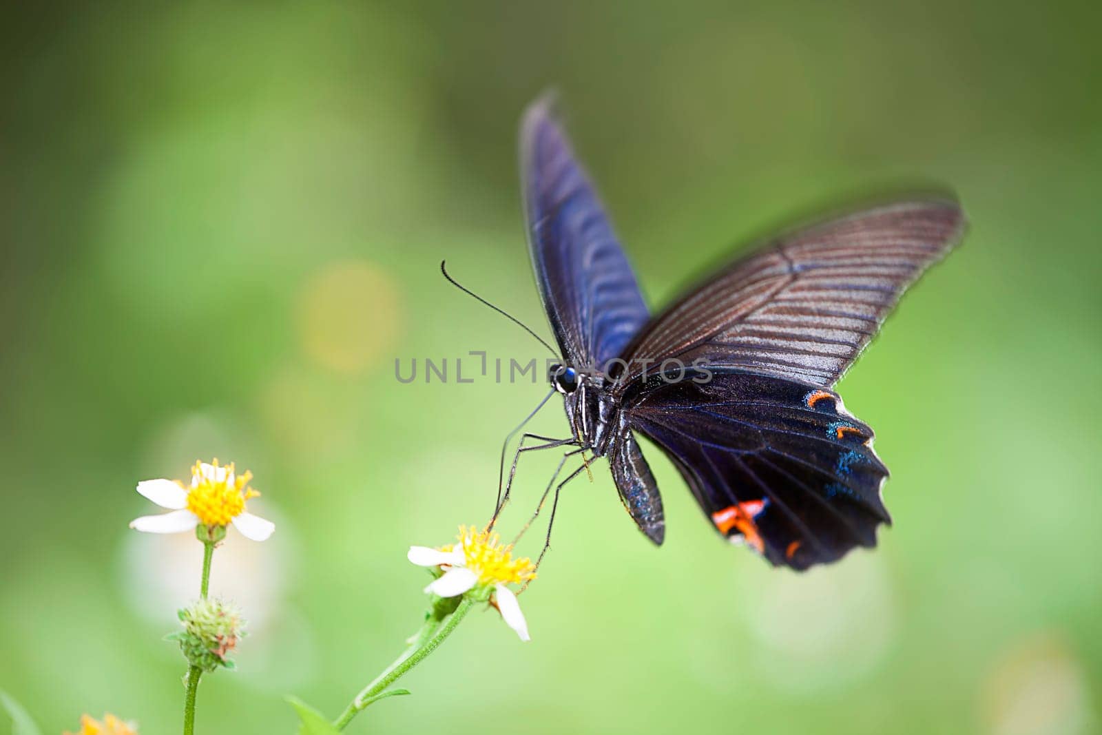 butterfly on flowers for adv or other purpose use