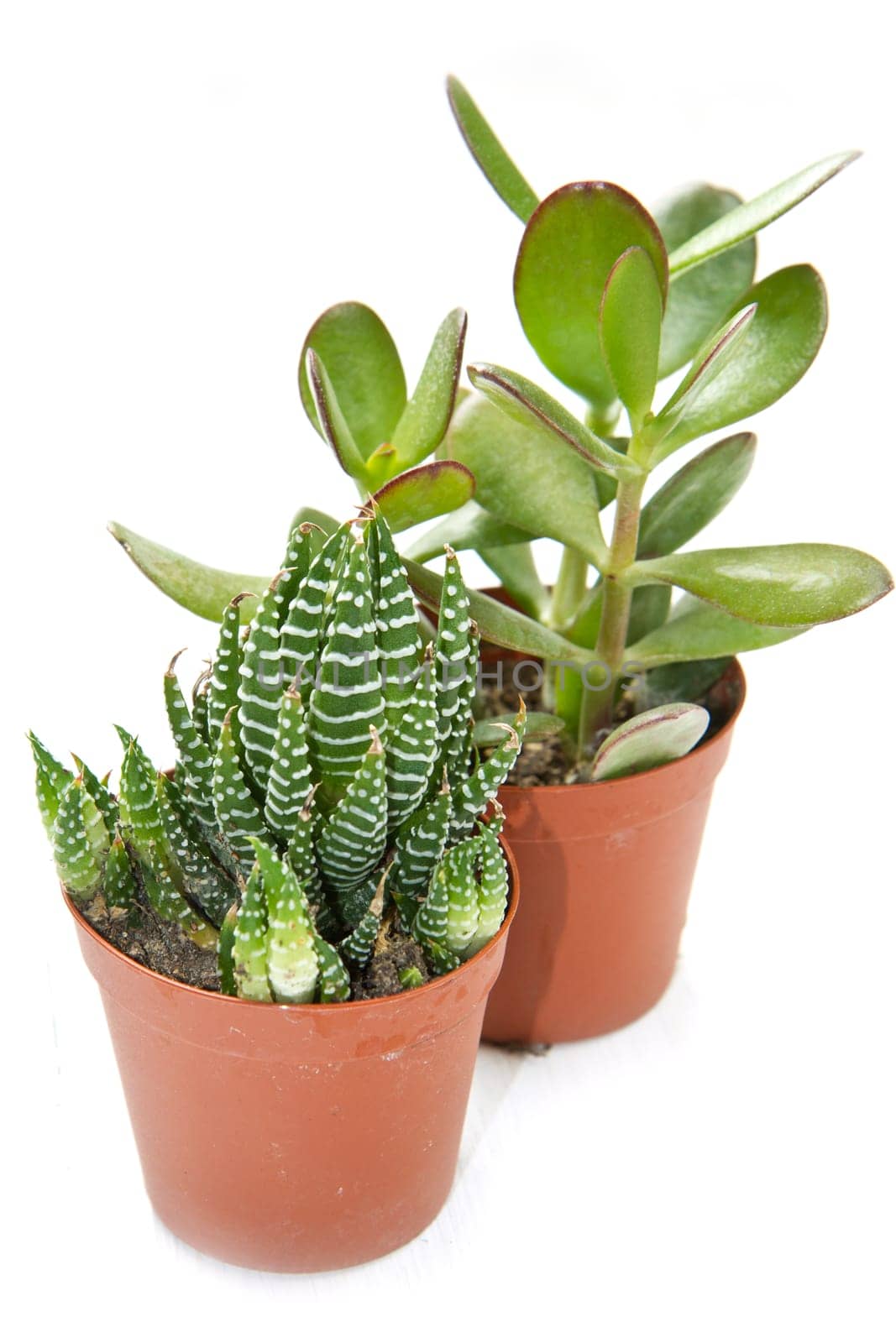 succulent plant
