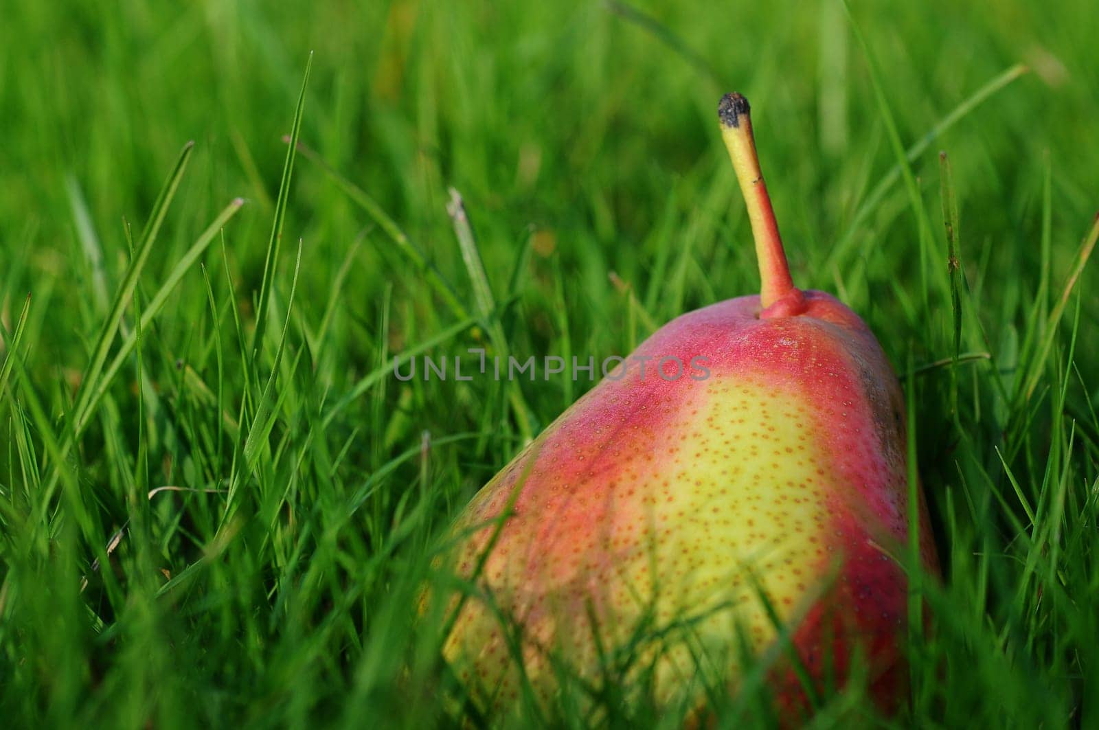 Pear in the grass