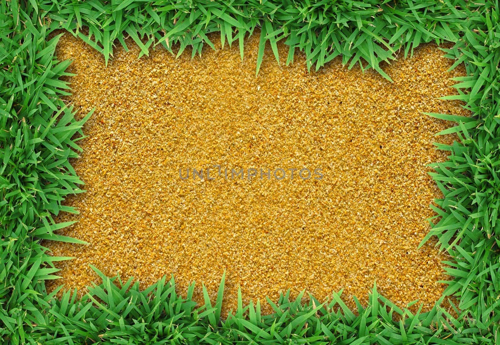 Fresh green grass on sand