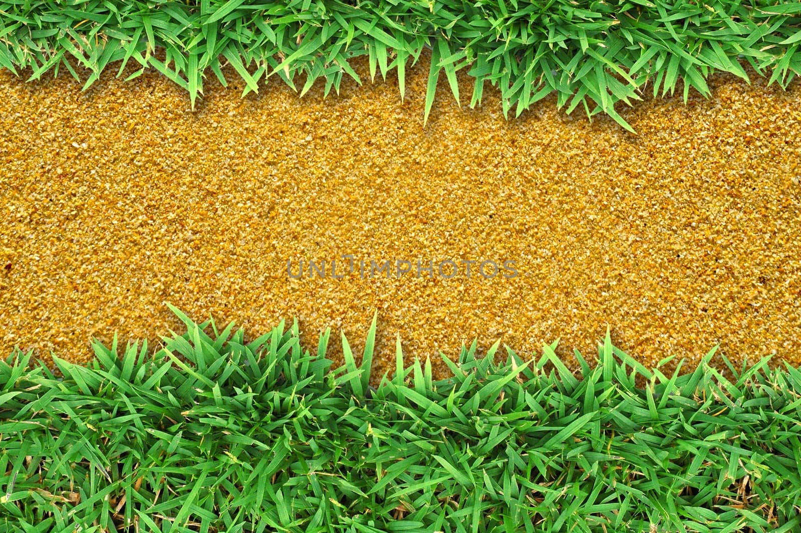 Fresh green grass on sand