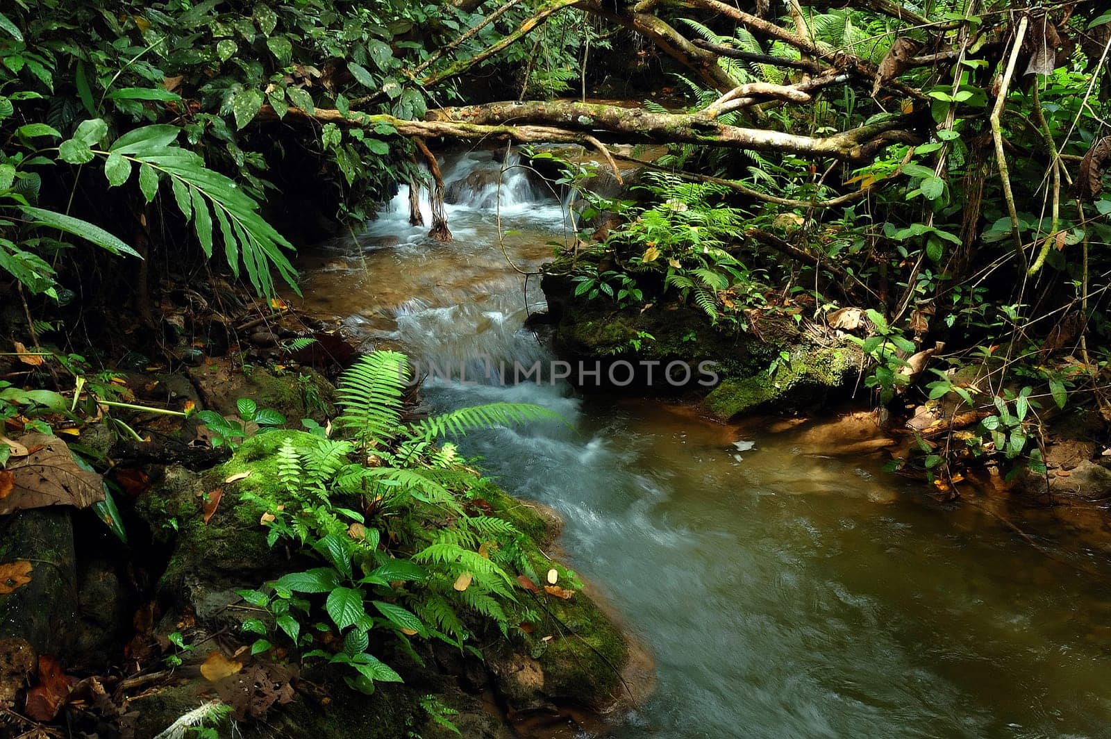 tropical stream