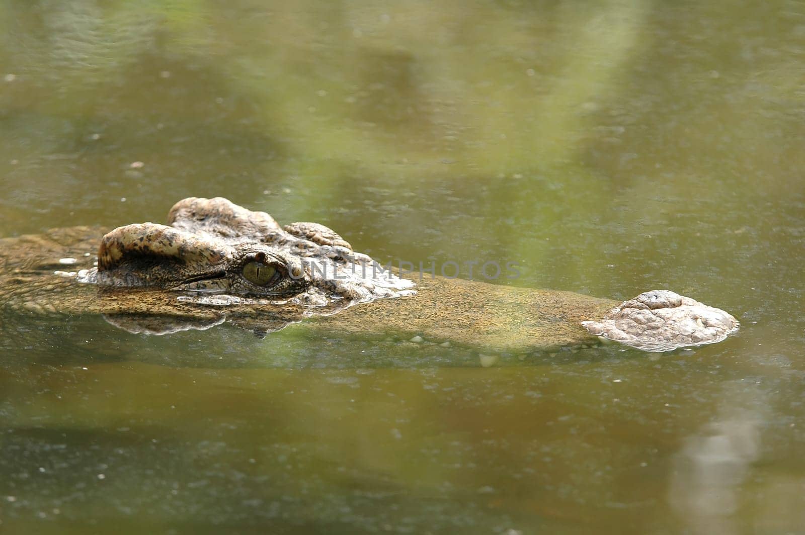 crocodile in the water