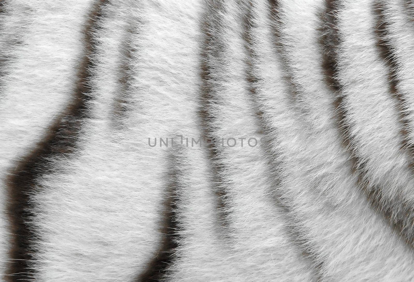real white bengal tiger skin