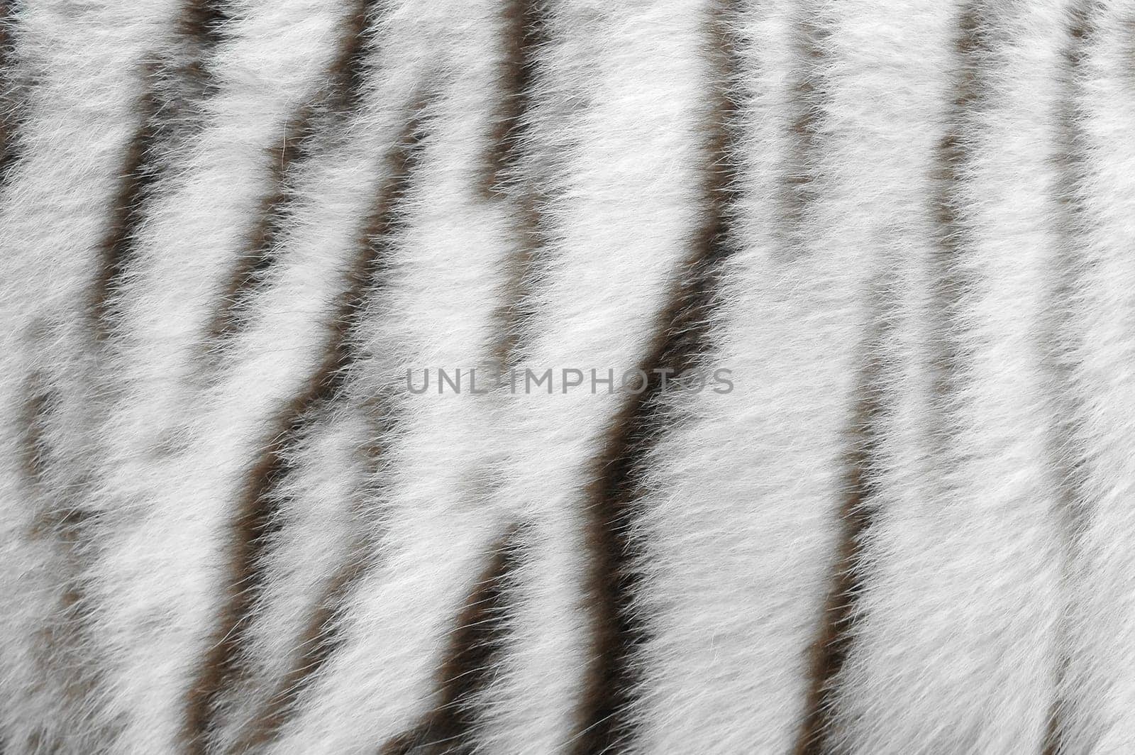 real white bengal tiger skin