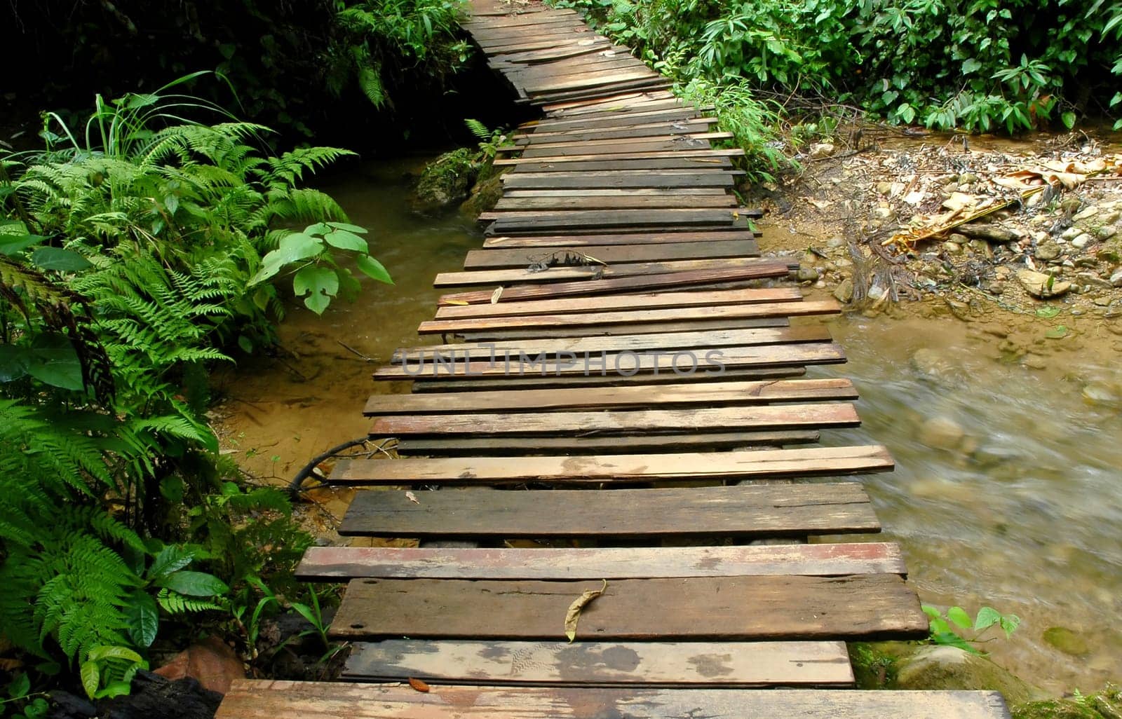 tropical stream