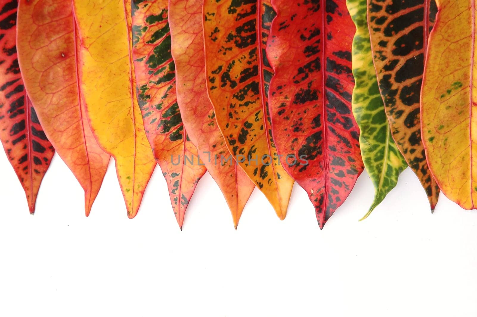croton leaf isolated