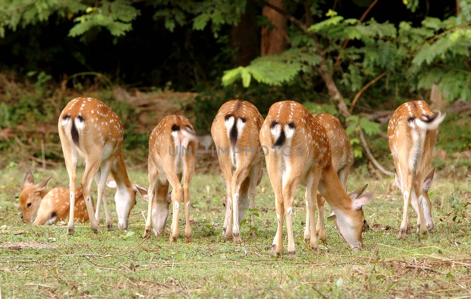 sika deer foraging near the forest