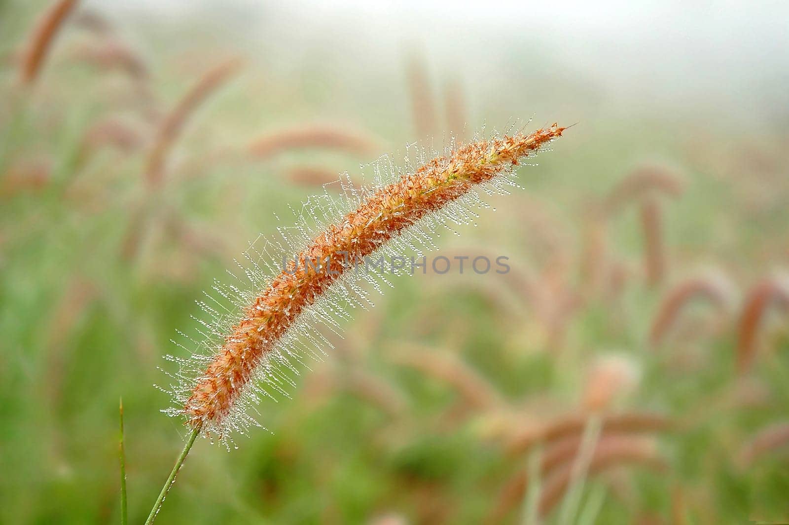 grassland