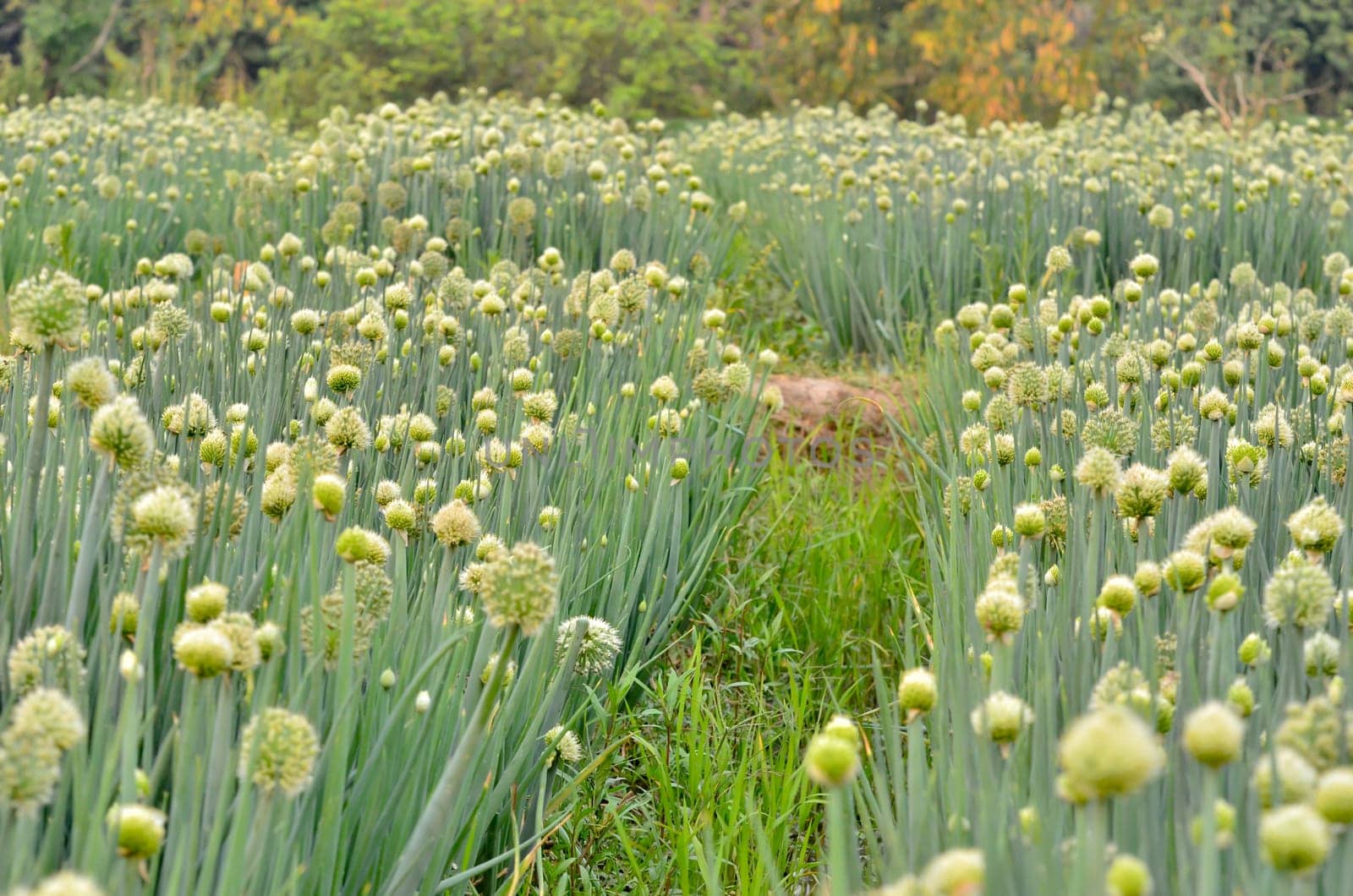Flowering onion field in thailand