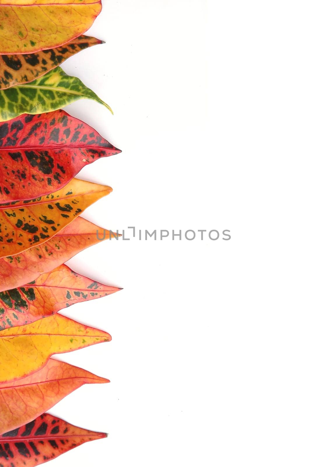croton leaf isolated