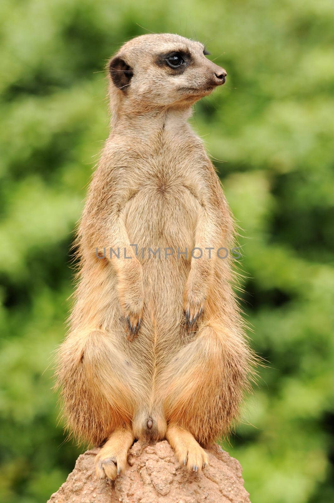 vigilant meerkat