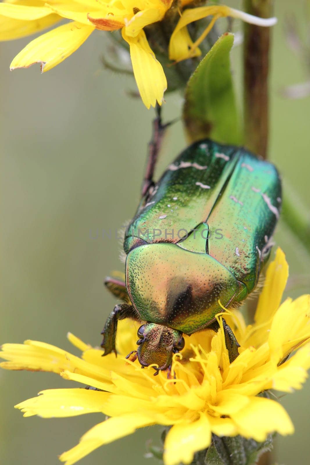 Rose beetles in bloom