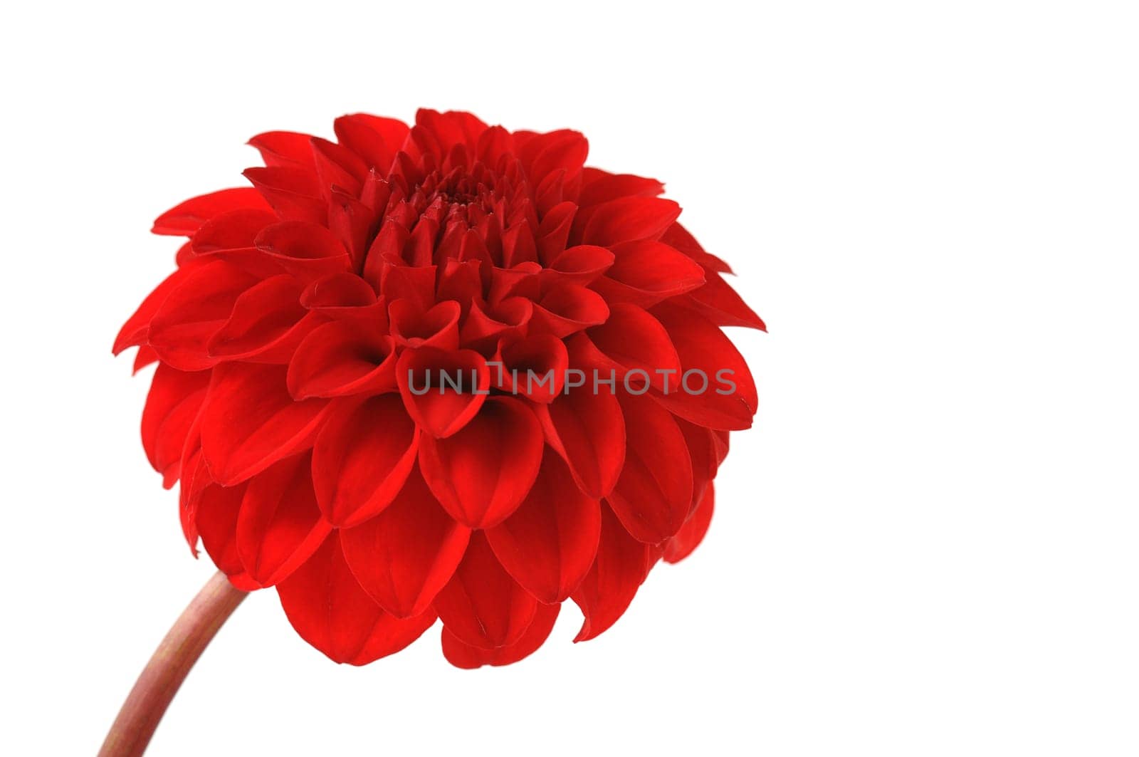 Dahlia Blossom