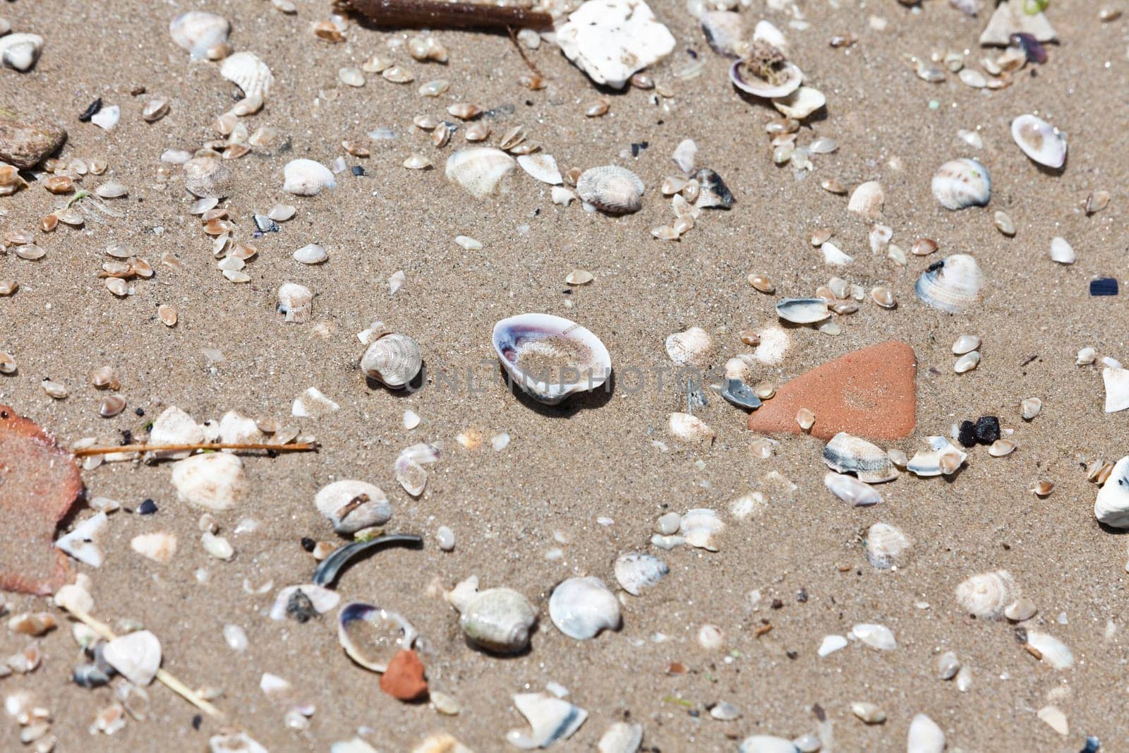 Large group of shells in the sand