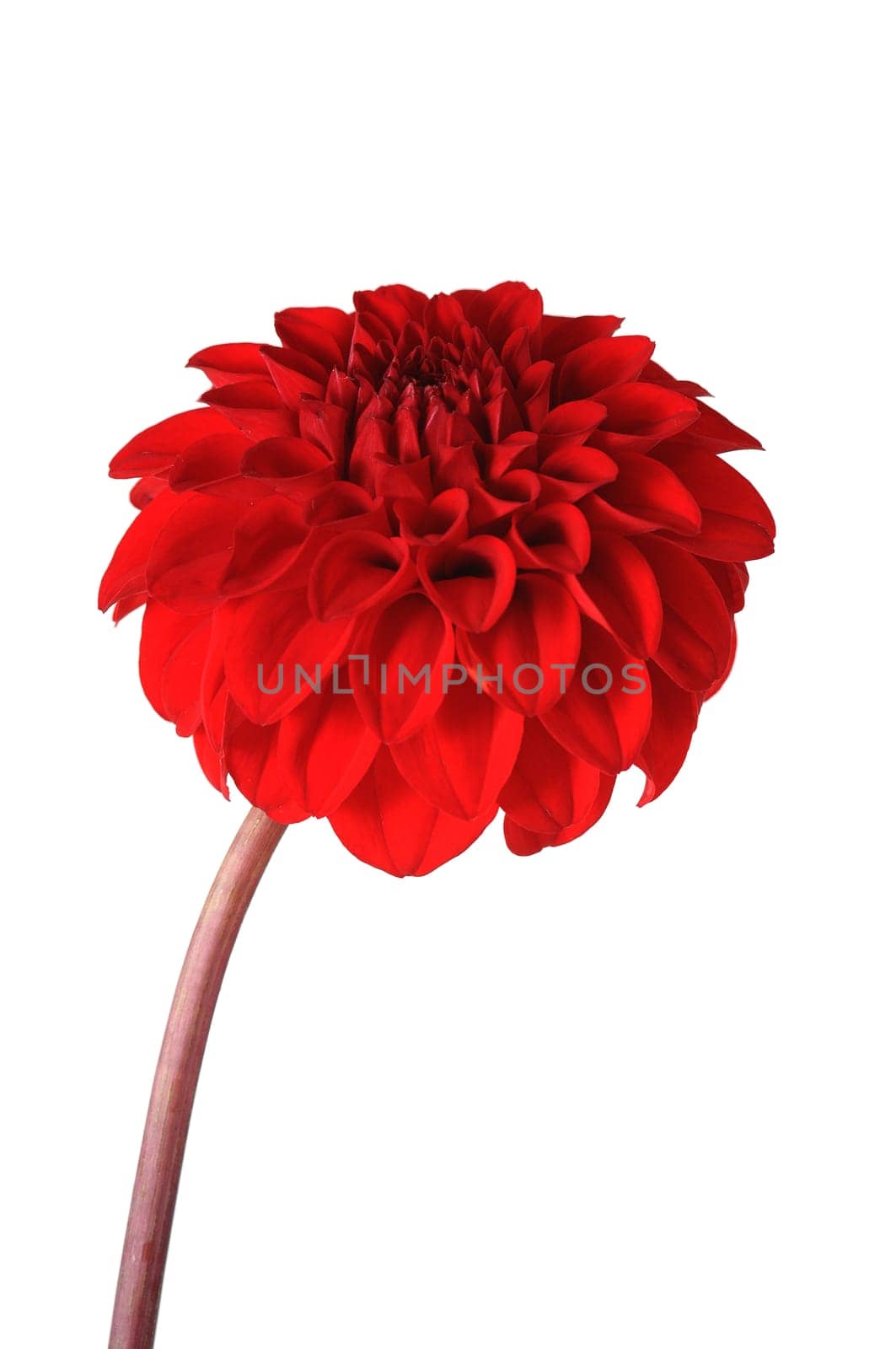 Dahlia