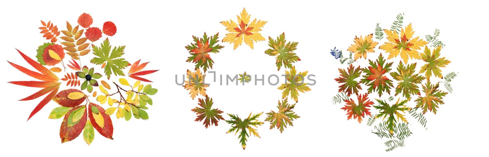 Collage autumn sheet put by pattern on white background. It Is Collected from several pictures