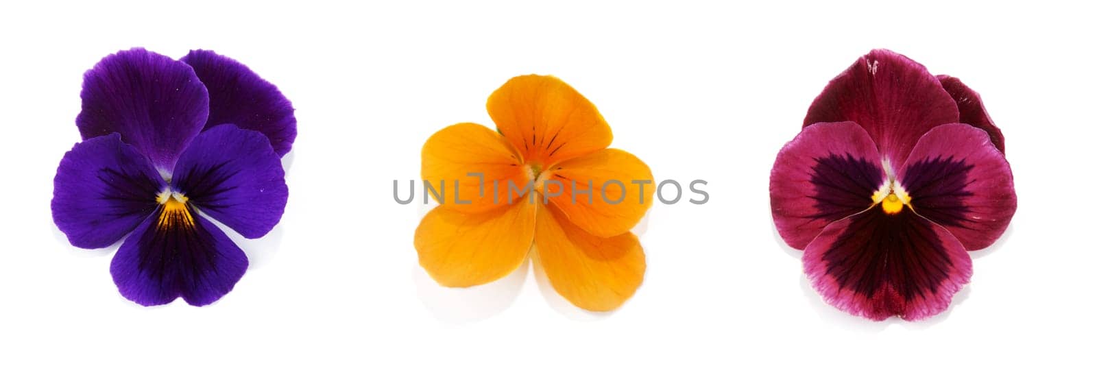 Collage Four flower with petal insulated on white background