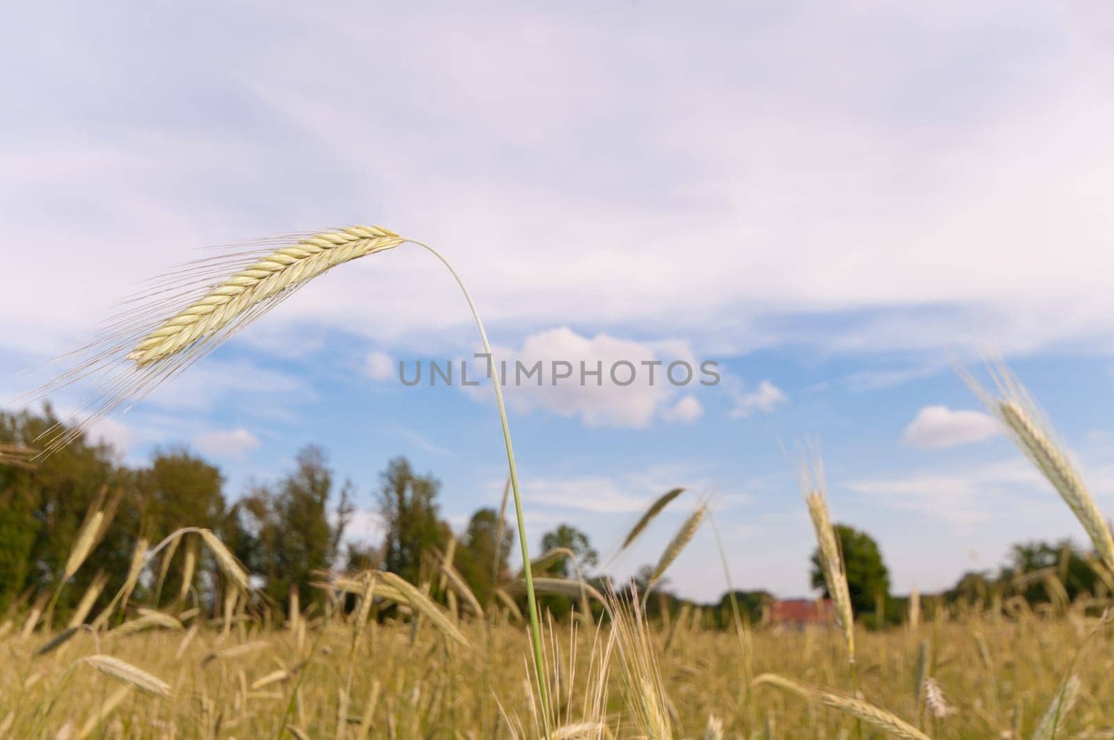 closeup of almost ripe wheat