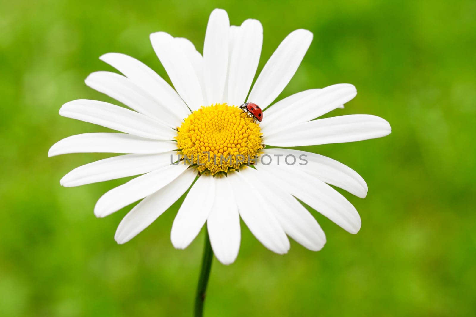 Red ladybug on beautiful daisy against green background