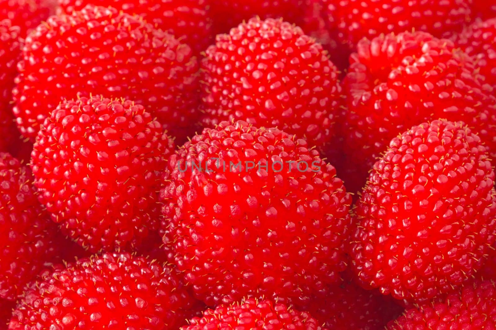 selection of freshly picked ripe red raspberries