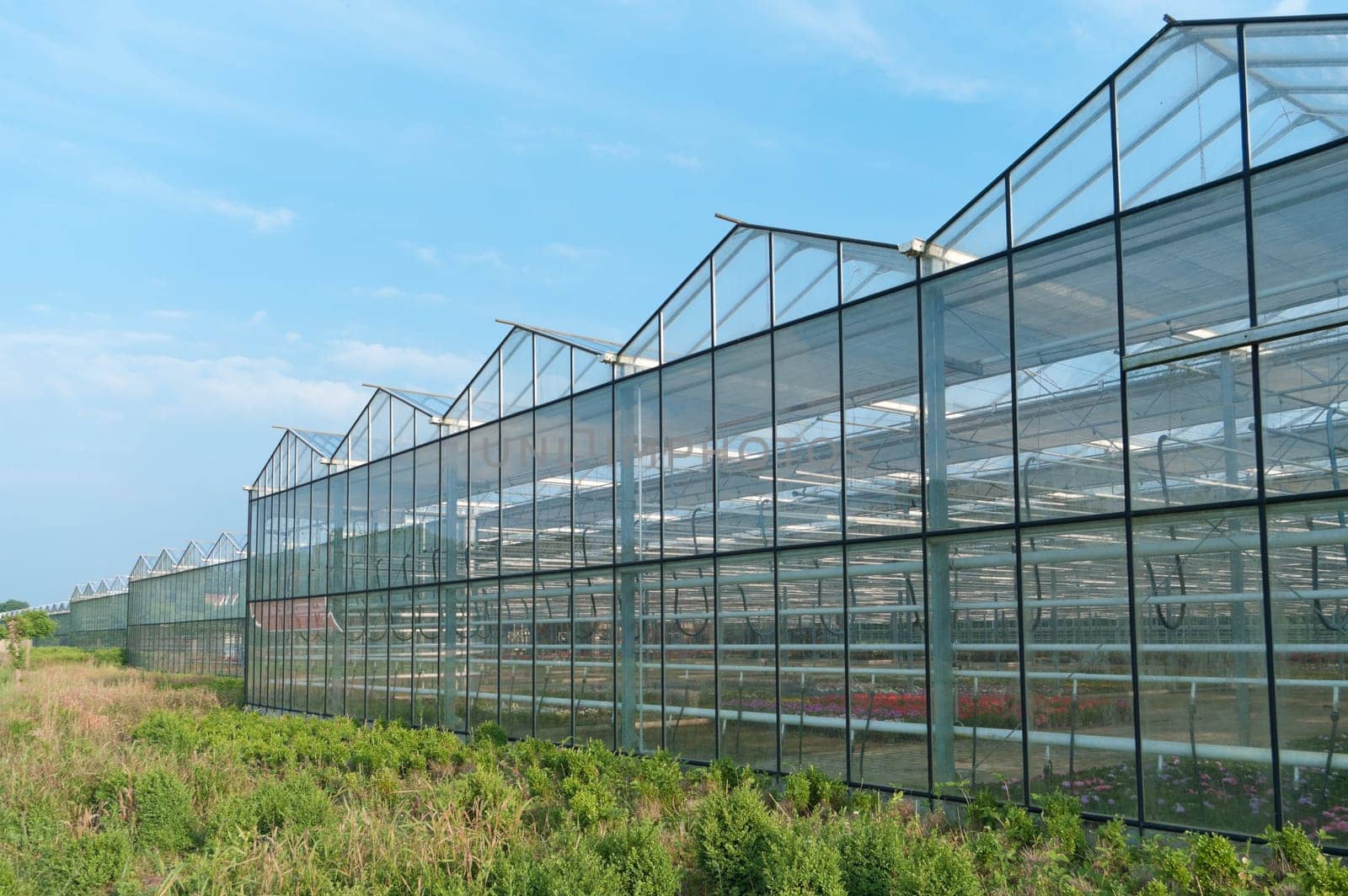 greenhouse in the netherlands