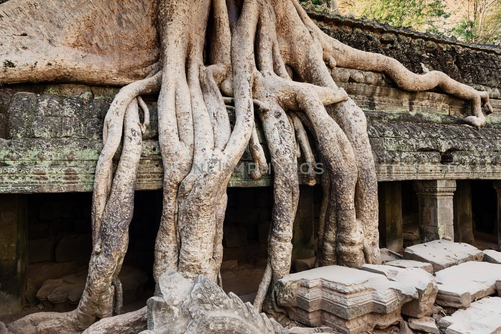 Jungle overtakes the ancient temple Ta Prohm near Siem Reap, Cambodia