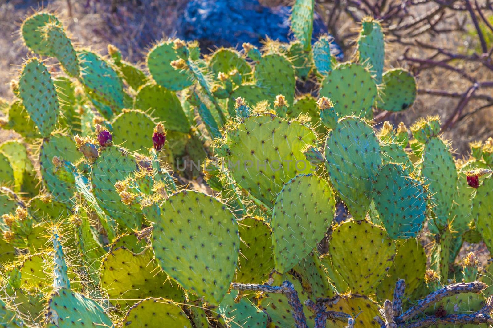 sunset with beautiful green cacti in desert landscape