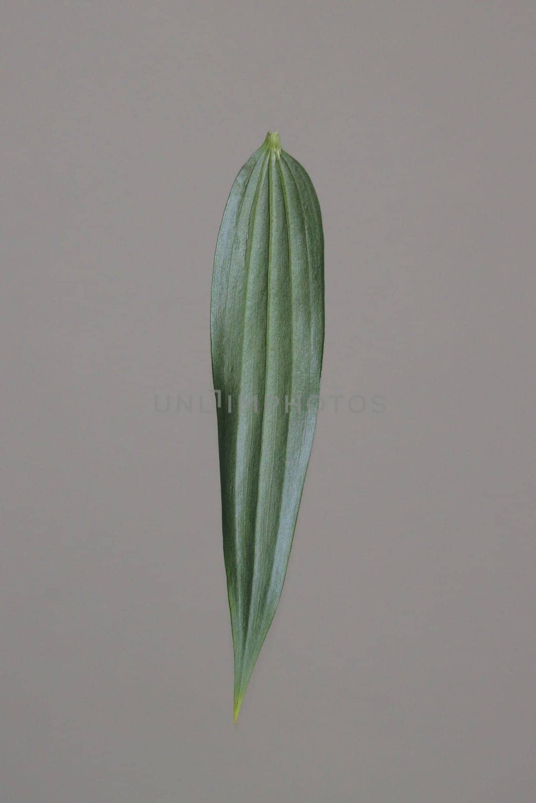 Young, green leaf of a ficus on a light gray background. The concept of ecology.