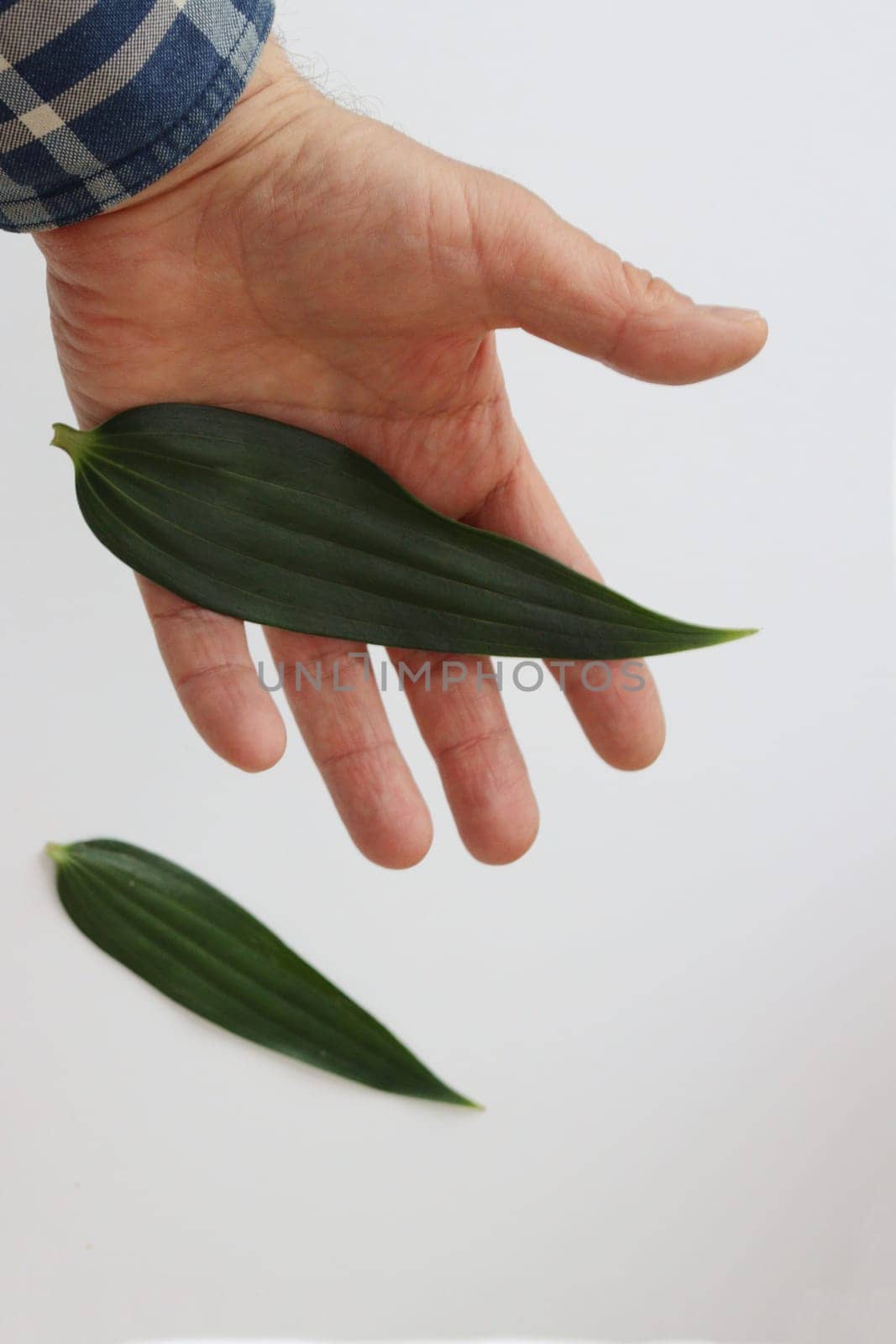 Male hand and two green leaves from ficus on white background.