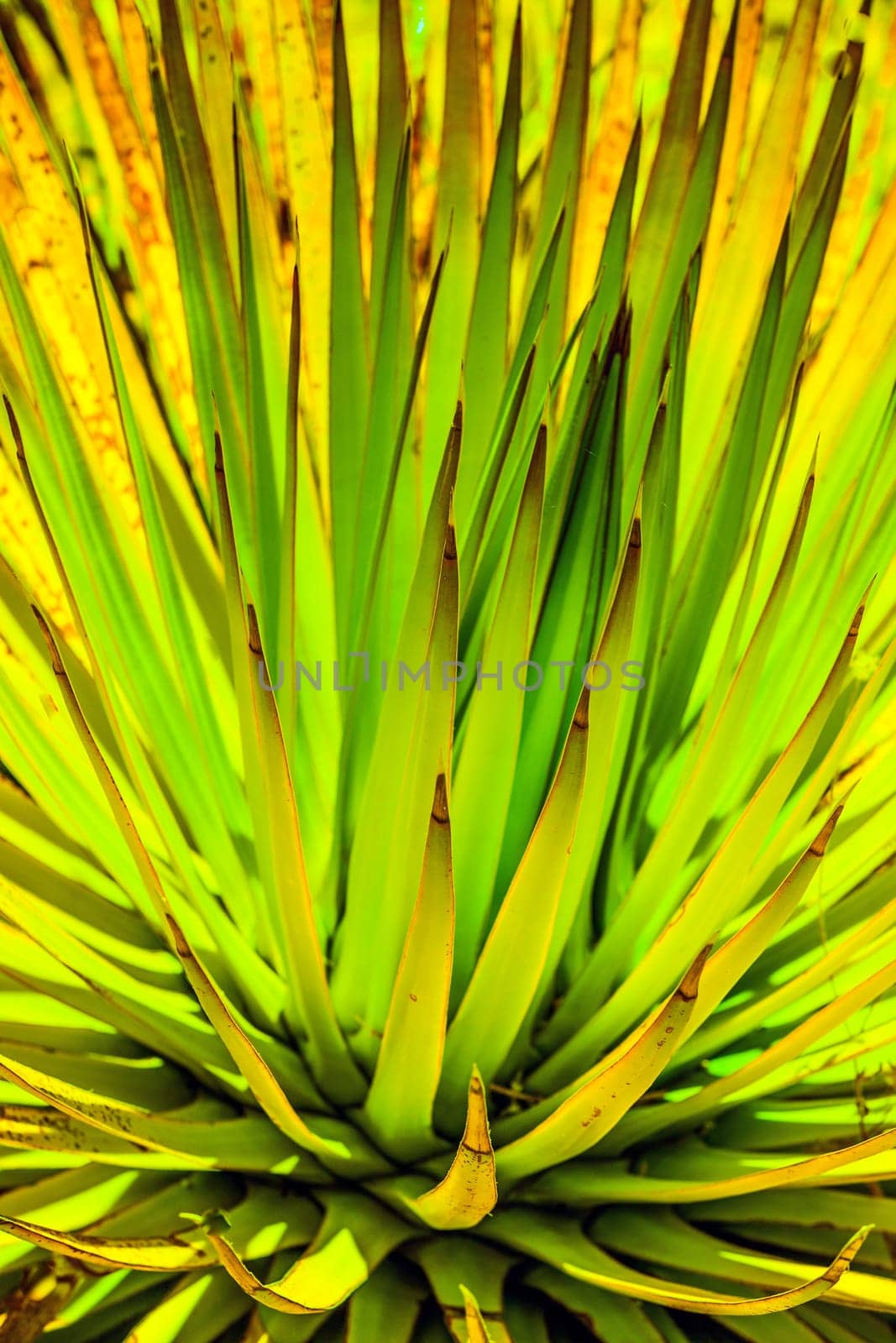 blooming cactus in detail in the desert with blue sky