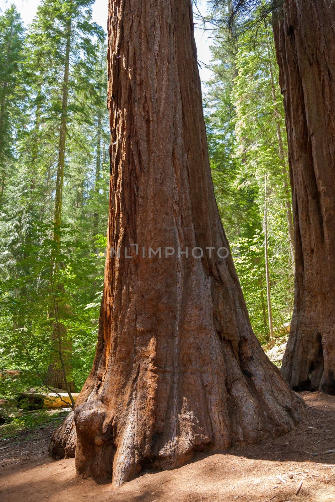 Yosemite National Park - Mariposa Grove Redwoods - California