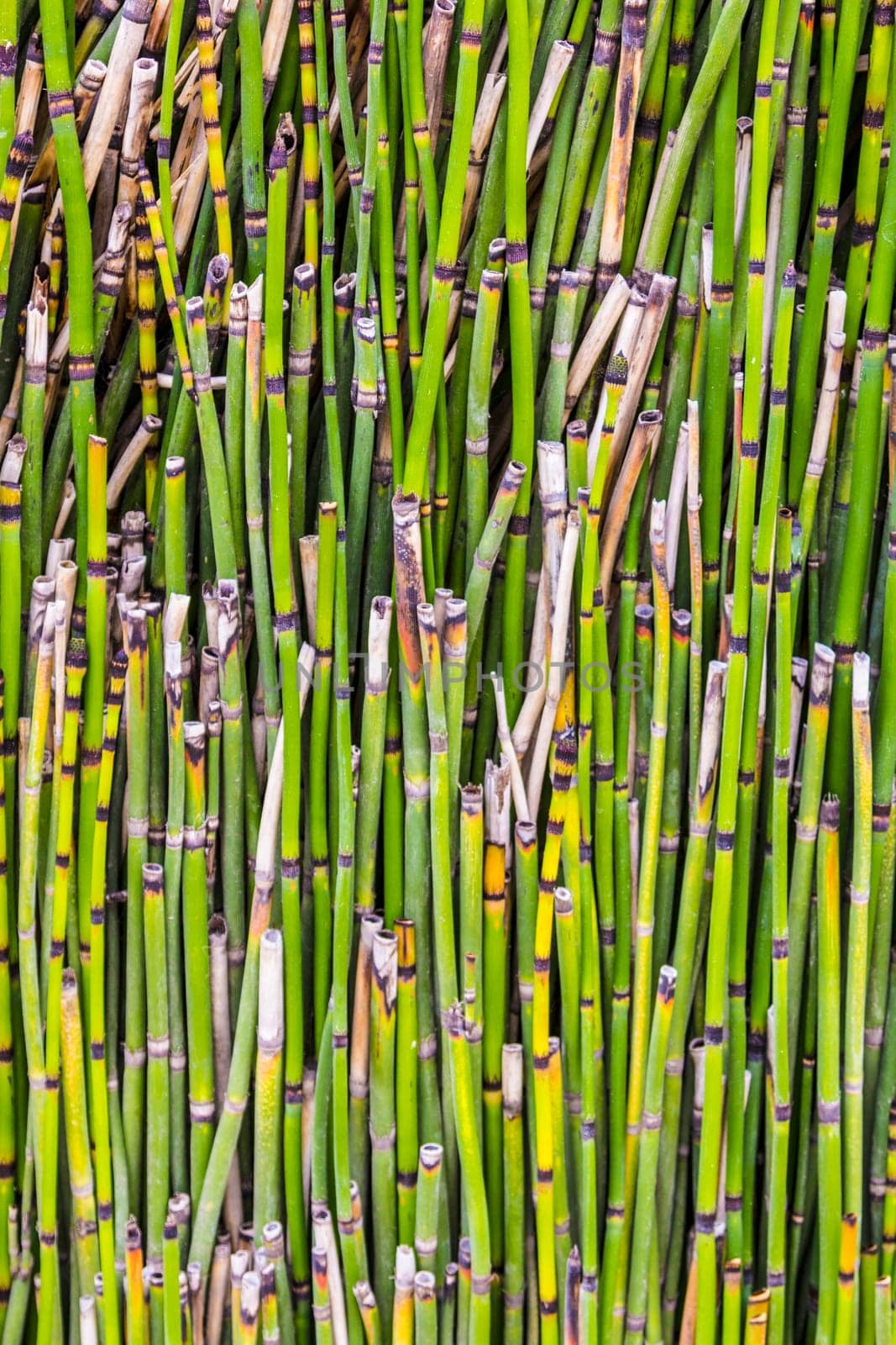 pattern of small bamboo plant