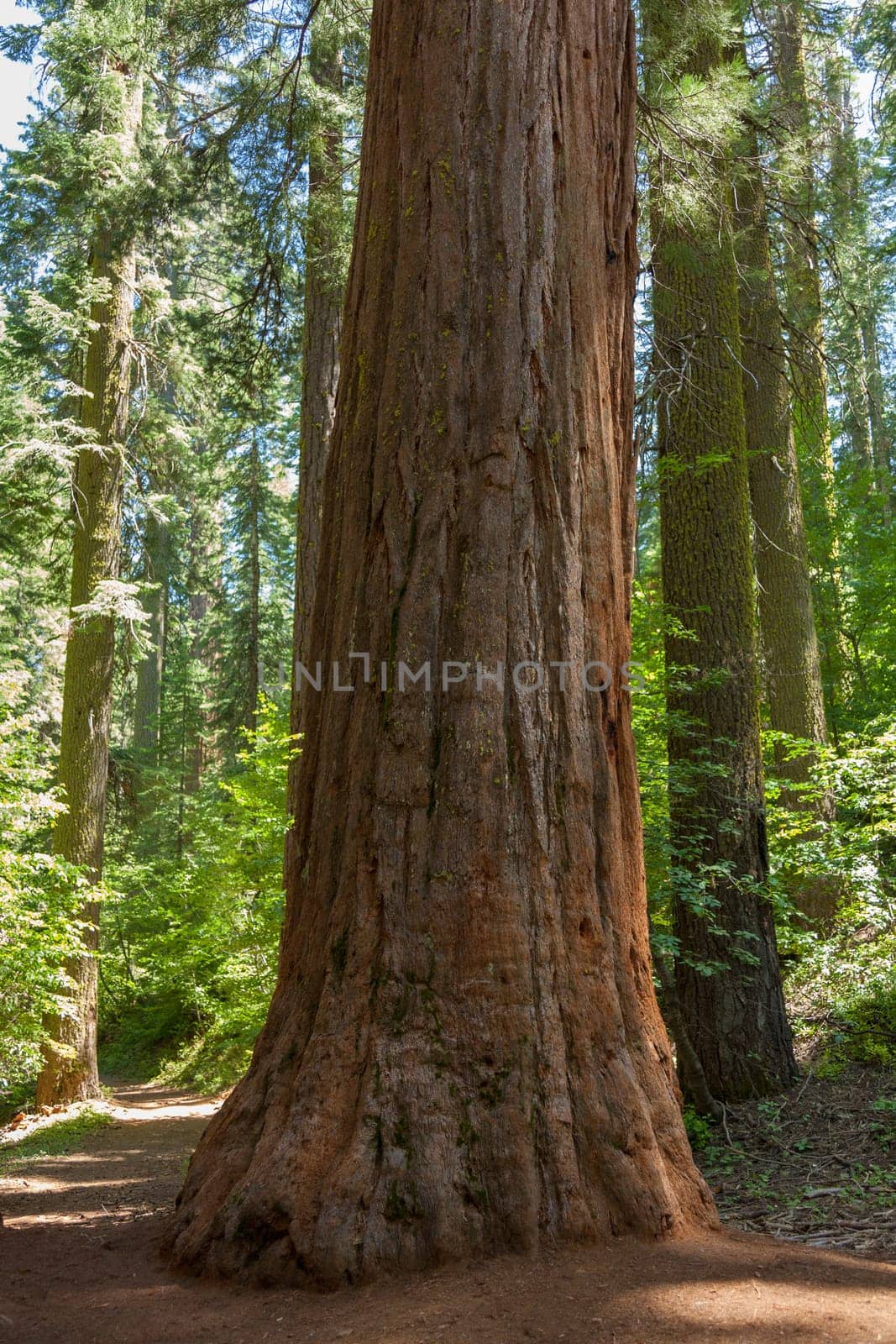 Yosemite National Park - Mariposa Grove Redwoods - California